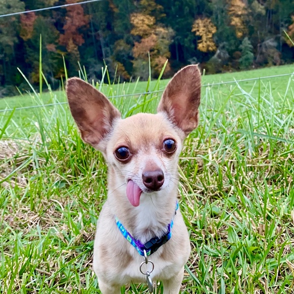 Meet your Posher, Leah - Picture 3 of 4